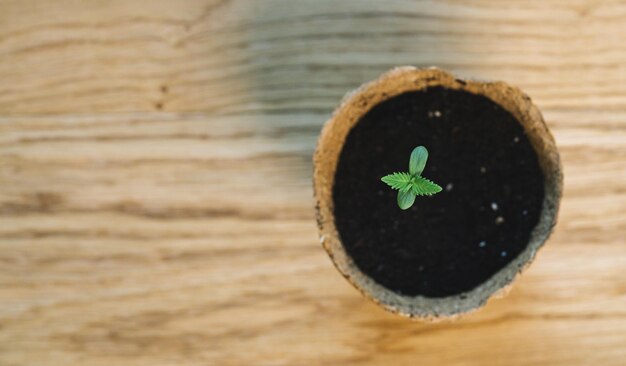 Photo cannabis sprout i a pot on a wooden table copyspace for your individual text