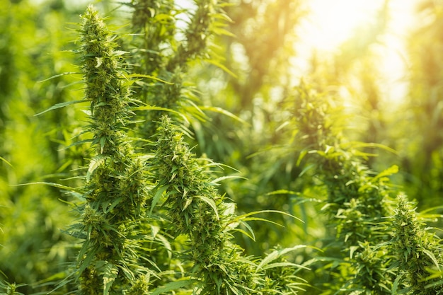 Cannabis stiva o cannabis indica campo di piante verdi della fattoria della canapa con un bel sole