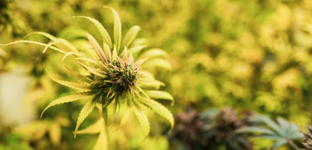 大麻の木の成長操作ハーブ代替医療cbdオイルの概念