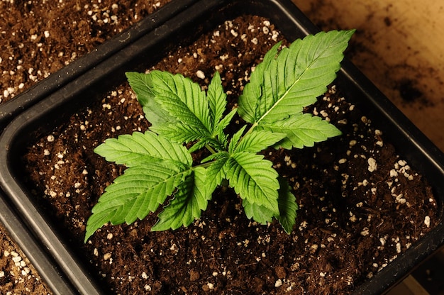 Cannabis weed plant image
