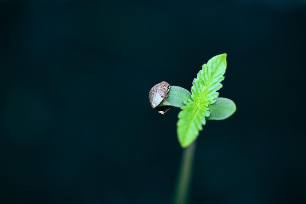 Cannabis Zaailing op zwarte pot om close-up te planten Sprout Cannabis zaden Hennep weinig Marihuana zaad plant boom klein THC CBD