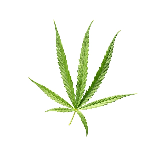 Foto cannabisblad geïsoleerd op een witte achtergrond met uitknippad medische marihuana
