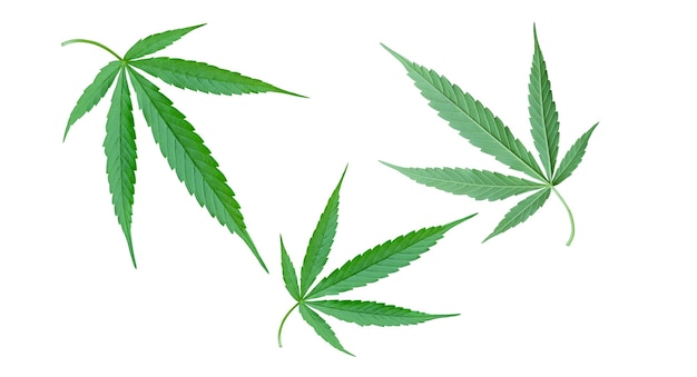 cannabisblad geïsoleerd op een witte achtergrond