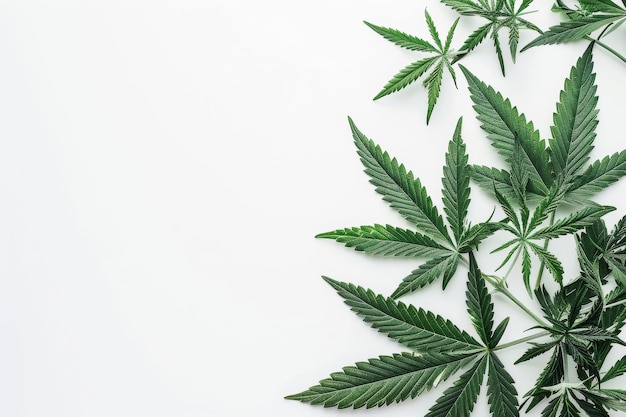 Cannabisblad marihuana geïsoleerd op witte achtergrond bovenkant kopieerruimte voor tekst