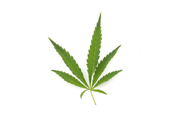 Cannabisblad op een witte achtergrond
