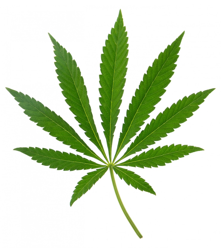 Foto cannabisblad op witte achtergrond wordt geïsoleerd die