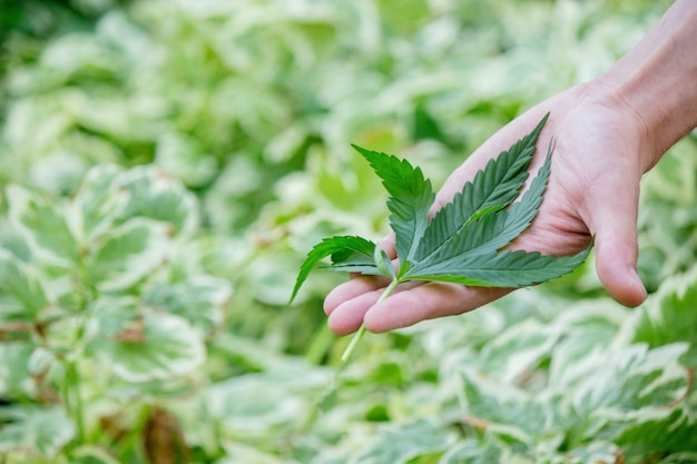 Cannabisbladeren in handen. Selectieve focus