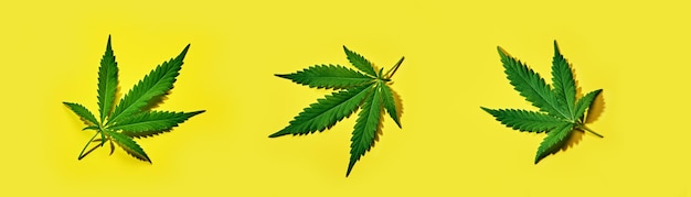 Cannabisbladeren op een gele banner met harde schaduw