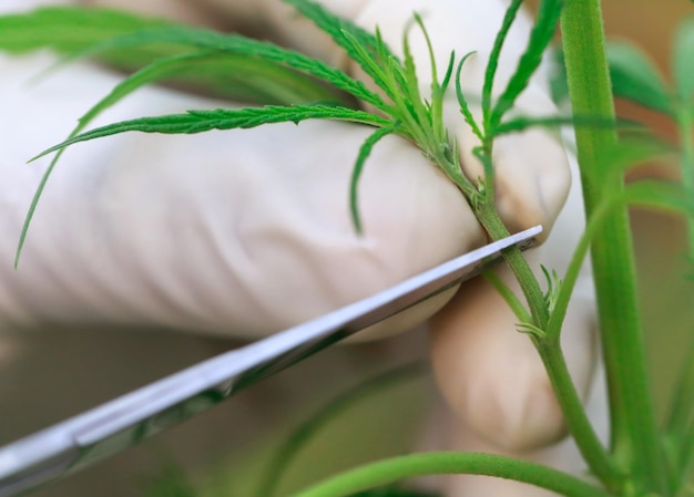 Cannabisbladeren plukken met de hand en handschoenen aan