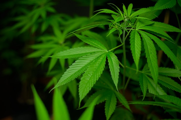 Cannabisbladplant groeit op een hennepkwekerij, medisch en biologieconcept