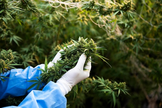 Cannabisbloem bloeit met witte vroege bloemen cannabis sativa bladeren cannabis