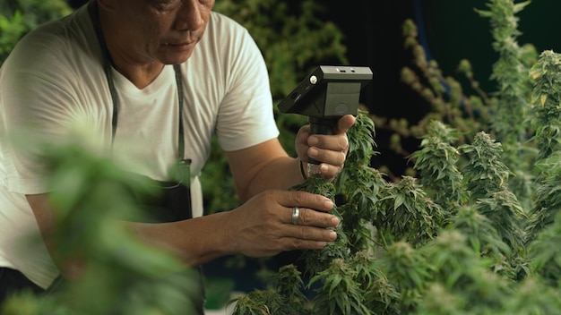 Cannabisboer gebruikt microscoop om CBD in curatieve cannabisboerderij te analyseren voordat hij gaat oogsten om cannabisproducten te produceren