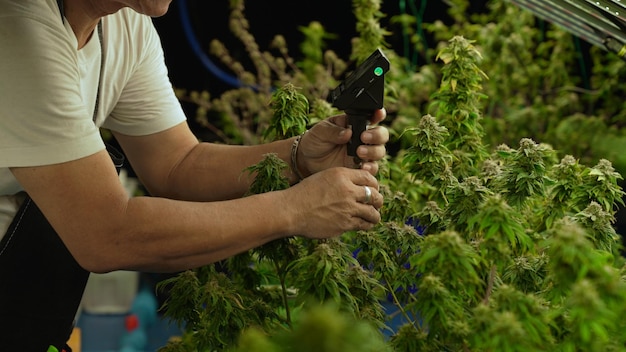 Cannabisboer gebruikt microscoop om CBD te analyseren in curatieve cannabisboerderij