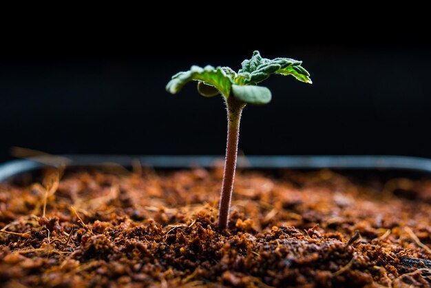 Cannabiskiem medisch in een pot