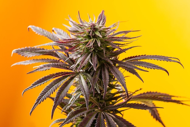 Cannabisplant felgele achtergrond