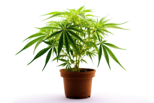 Cannabisplant geïsoleerd op een witte achtergrond met lege ruimte