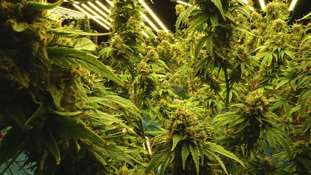 Cannabisplant in curatieve cannabiswietboerderij voor medicinaal cannabisproduct