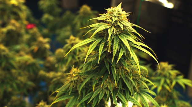 Cannabisplant in curatieve wietplantage voor medicinaal cannabisproduct