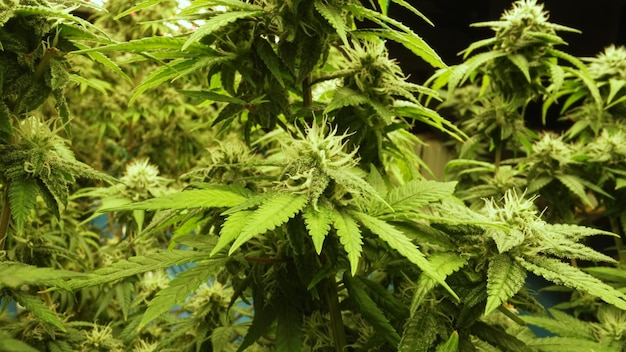Cannabisplant in een boerderij voor geneeskundig cannabis onkruid voor medicinale cannabisproducten