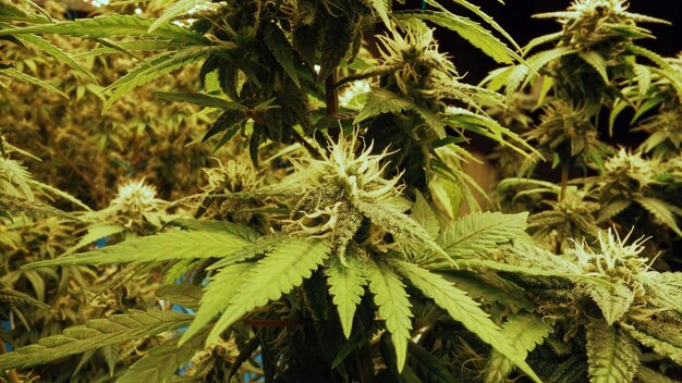 Cannabisplant in een boerderij voor geneeskundig cannabis onkruid voor medicinale cannabisproducten