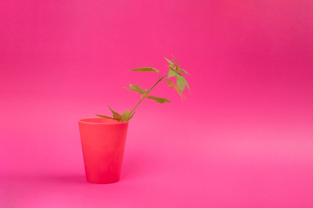 Cannabisplant in een roze bloempot op een roze achtergrond
