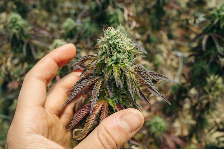 Foto cannabissteel topknop met folders close-up binnen legaal commercieel gebruik tuin marihuana californië