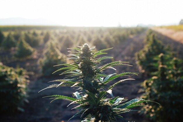 Cannabisveld bij zonsondergang Marihuanaplanten