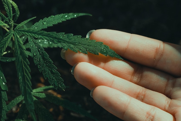 CannabiswietHet wordt gebruikt om depressie te behandelen en de geest te helpen ontspannen Concept van alternatieve kruidengeneeskunde CBD-olie farmaceutische industrie geneest verschillende ziekten