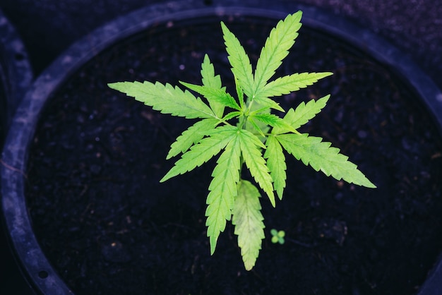 Foto cannabiszaden landbouw kruidengeneeskunde, marihuanazaad natuurlijke kleine groene hennepspruit