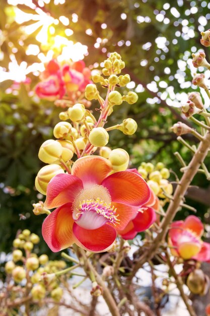 カノンボールの木の花