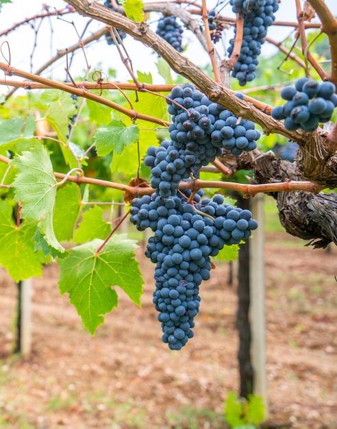 Гроздь винограда каннонау на винограднике, Йерзу Сардиния, Италия