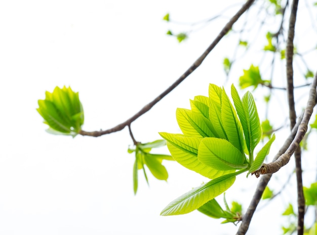 Cannonball leaf on tree,nature background