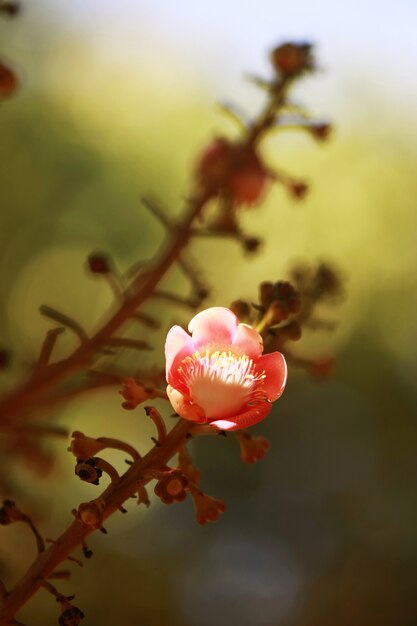 Foto albero della palla di cannone, fiore, couroupita guianensis aubl, fine in su