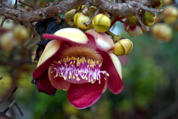 Cannonball tree flower in the garden