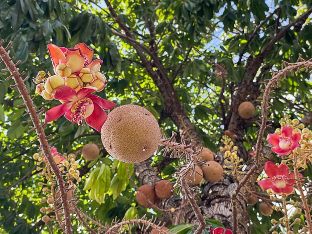 Cannonball tree with blue sky Beautyful flower