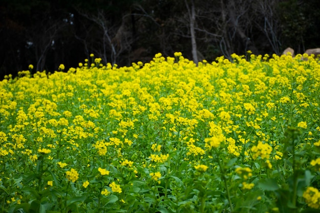 Canola bloemen planten of raapzaad flora boom in tuin park bos oriëntatiepunten bestemming plaats voor Koreaanse mensen reizigers reizen bezoek en rust ontspannen in Seogwipo stad op Jeju do eiland Zuid-Korea