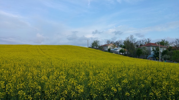 Foto canola-bloemen