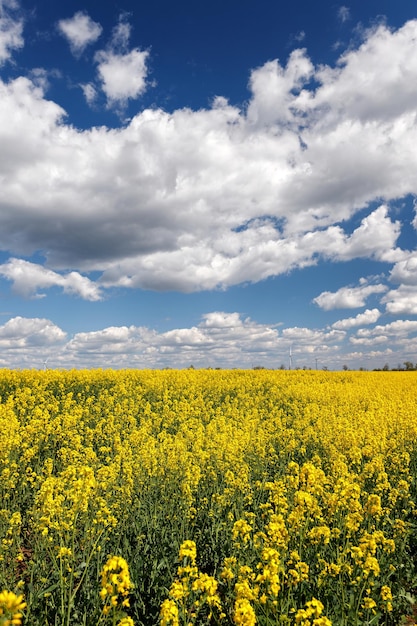 Canola field under blue sky with clouds Ukrainian flag