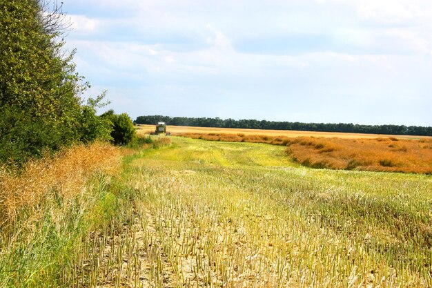 Canola поле