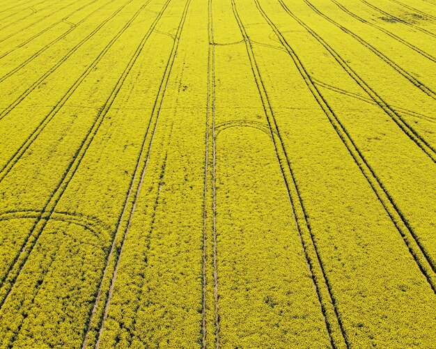 Photo canola fields