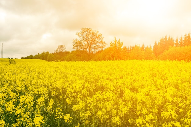 Canola flowers yellow oilseed blossom mustard flowers closeup
on blurred background