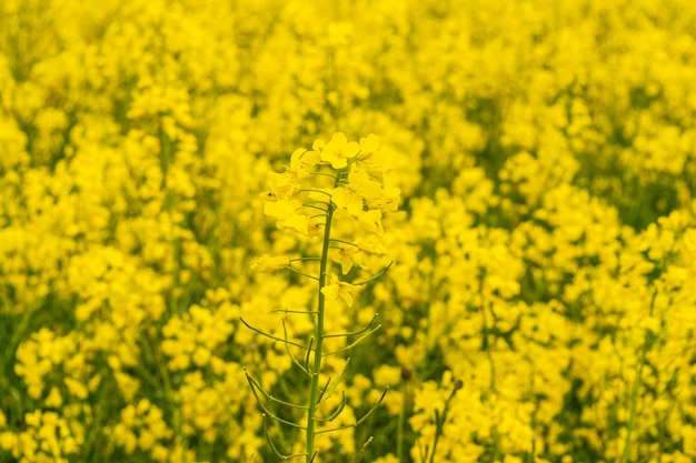 Canola flowers yellow oilseed blossom mustard flowers closeup on blurred background