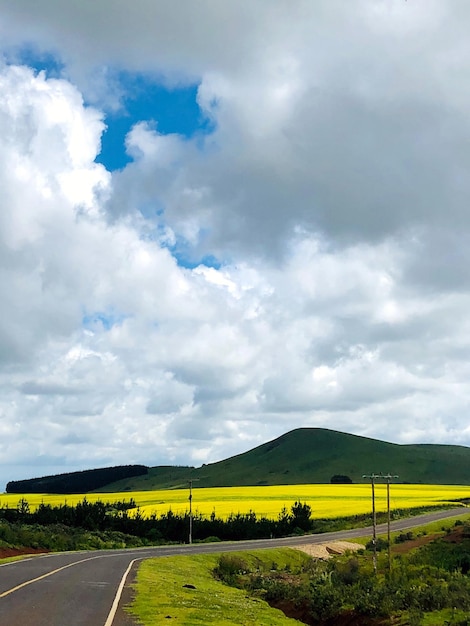 Canola Rapeseed Farm Farming Land Plants Field Meadows In Kenya East Africa