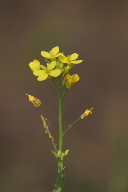 canola yellow flower under a blue sky