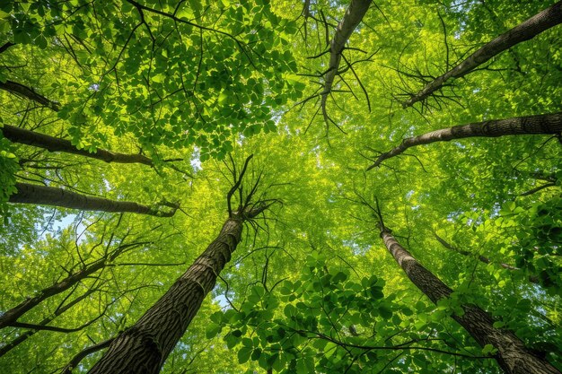 Canopy of green trees overhead photography
