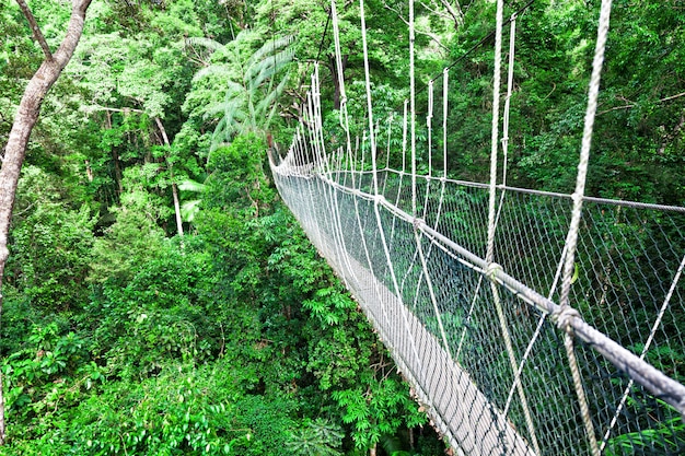 Canopy Walkway Borneo 