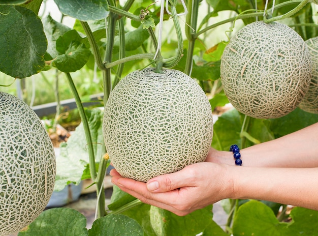 Cantaloupe in garden. Fresh melon on tree. selective focus