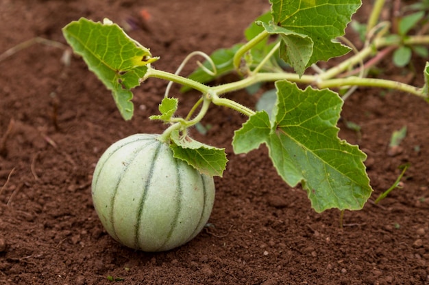 Cantaloupe groeit in een moestuin