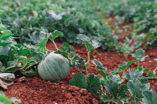 Cantaloupe meloen plant veld kopie ruimte