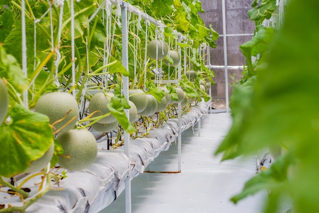 Cantaloupe melons growing in a greenhouse 